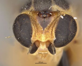 Media type: image;   Entomology 7884 Aspect: head frontal view